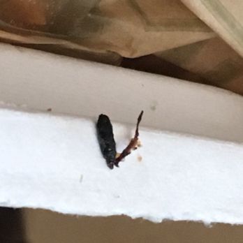 Wingstop - Another view of what appears to be a bug - Chicken Wings Near Me - Alameda, California