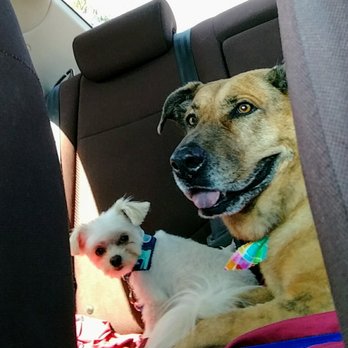 Pawlished Puppies - A car ride after our groom - Pet Groomers Near Me Pawlished Puppies - A car ride after our groom - Pet Groomers Near Me