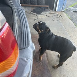 Royal Battery & Tire - Well behaved shop dog (only was let out on request)