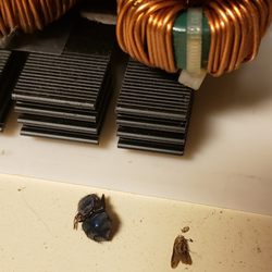 The PC Doc - Computer bugs are real! Luckily these only succeeded in shorting out a desktop PC's ATX power supply, which was easily replaced....