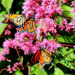 Butterfly Garden
