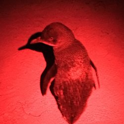 St Kilda Penguins