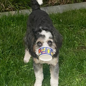 My Doodle Crush - Bristol loves Dutch Bros. - Pet Breeders Near Me My Doodle Crush - Bristol loves Dutch Bros. - Pet Breeders Near Me