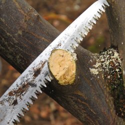 Amanda's Garden Consulting - Learn how to prune!