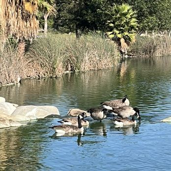 Almansor Park - Geese - Parks Near Me - Alhambra, California