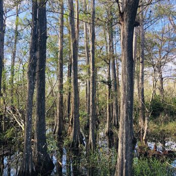 Kirby Storter Roadside Park - Parks Near Me - Ochopee, Florida