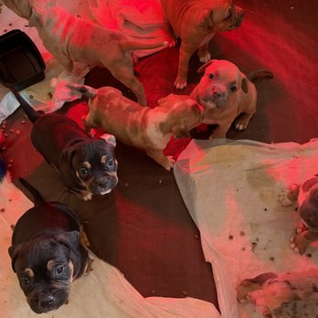 3 Kyngz Kennel - Our lovely liter - Pet Breeders Near Me 3 Kyngz Kennel - Our lovely liter - Pet Breeders Near Me