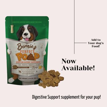 Pet Foods - Bernie's Perfect Poop Meal Supplements - Pet Stores Near Me - Salem, New Hampshire Pet Foods - Bernie's Perfect Poop Meal Supplements - Pet Stores Near Me - Salem, New Hampshire