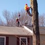 Capitol Tree Care