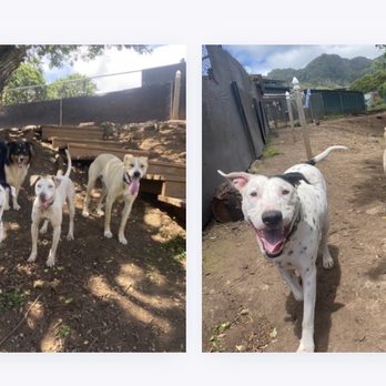 Kama'aina K9 Adventures - My dog having fun - Pet Sitting Near Me - Waipahu, Hawaii