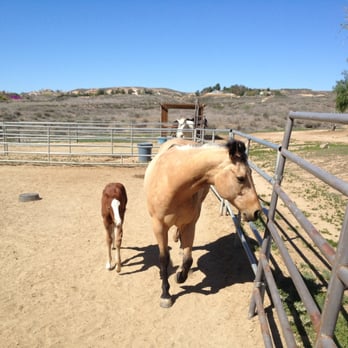 Green Acres Ranch - Horseback Riding Near Me - Temecula, California Green Acres Ranch - Horseback Riding Near Me - Temecula, California