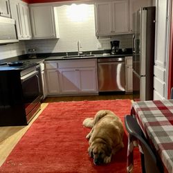 Oriental Rug Gallery - Asia, my Anatolian Shepard, loves the rug as much as I do!