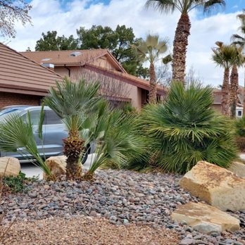 Desert Canvas Lawn & Property - Customer wasn't happy with her palms so we helped her out and got them look amazing! - Landscaping Near Me Desert Canvas Lawn & Property - Customer wasn't happy with her palms so we helped her out and got them look amazing! - Landscaping Near Me