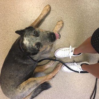 Four Paws Inn - Pet Sitting Near Me - Banning, California