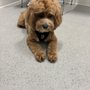Fraserview Veterinary Hospital