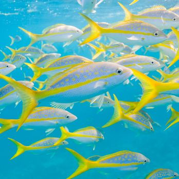 Sundiver Snorkel Tours - Tours Near Me - Key Largo, Florida Sundiver Snorkel Tours - Tours Near Me - Key Largo, Florida