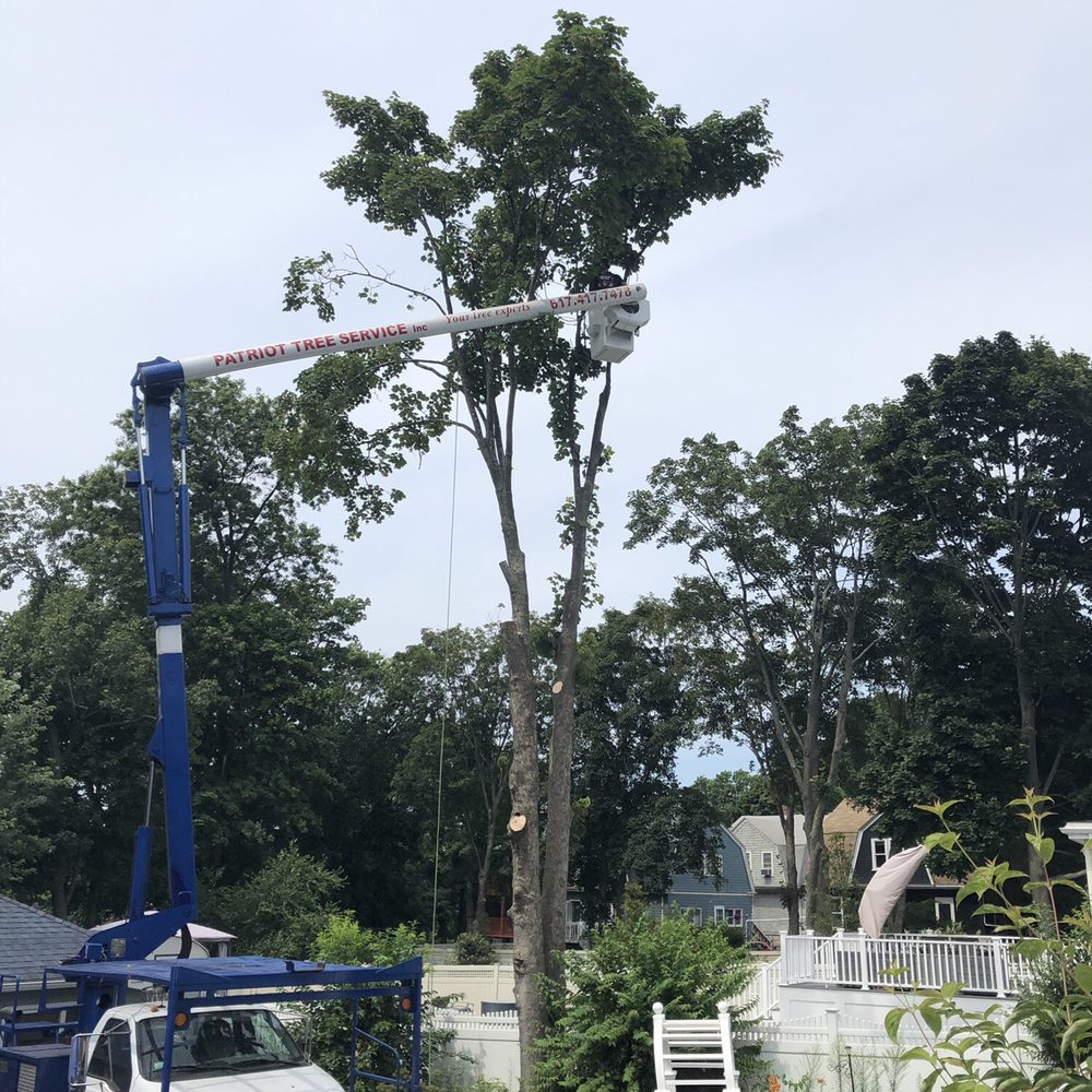 Patriot Tree Service - Next door neighbor tree too - Tree Services Near Me Patriot Tree Service - Next door neighbor tree too - Tree Services Near Me