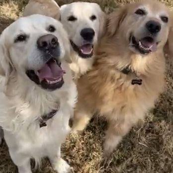Wags and Whiskers - Our Zoo, cats not included ;-) Thanks Wags & Whiskers!!!!! - Pet Sitting Near Me Wags and Whiskers - Our Zoo, cats not included ;-) Thanks Wags & Whiskers!!!!! - Pet Sitting Near Me