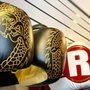 Photo of World Martial Arts Supply