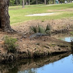 City of Charleston Municipal Golf Course - They got your gators!