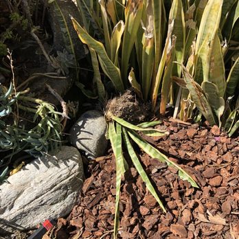 Citywide Termite - Plants pulled out and tossed... - Pest Control Near Me Citywide Termite - Plants pulled out and tossed... - Pest Control Near Me