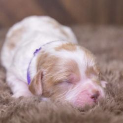 Poodles 2 Doodles - We chose this sweet little girl