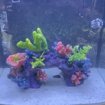 Instant Reef Aquarium Decorations - Aquarium Services Near Me - Sunland Park, New Mexico Instant Reef Aquarium Decorations - Aquarium Services Near Me - Sunland Park, New Mexico