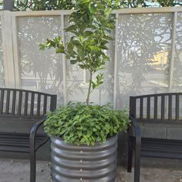 30 gallon self-watering citrus planter in modern grey. Eureka lemon with lemon balm planted at the base. 30 gallon self-watering citrus planter in modern grey. Eureka lemon with lemon balm planted at the base.