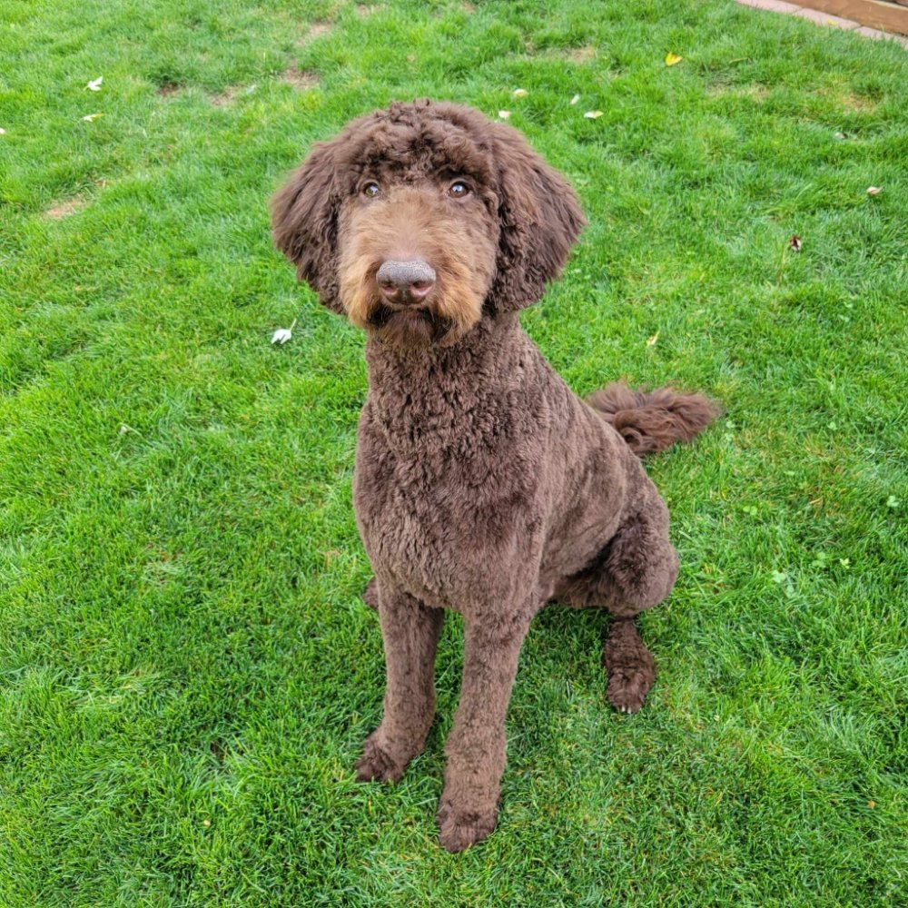 Pet Care Services - pet boarding facility in Boise City, ID