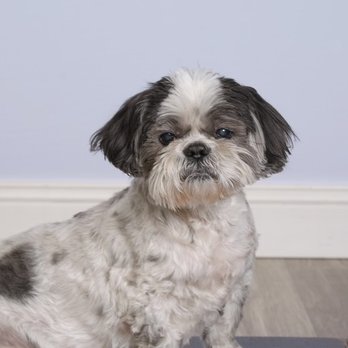 Woofie's - Pet Groomers Near Me Woofie's - Pet Groomers Near Me