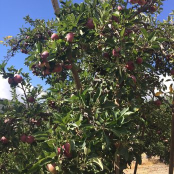 Riley's Apple Farm - Pick Your Own Farms Near Me - Yucaipa, California Riley's Apple Farm - Pick Your Own Farms Near Me - Yucaipa, California