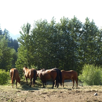 Adventures On Horseback - Horseback Riding Near Me - Pemberton, British Columbia