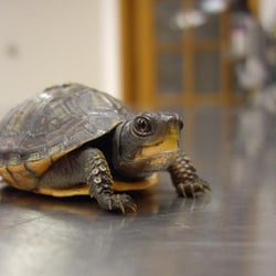 Cherryville Animal Hospital - Sadie the turtle