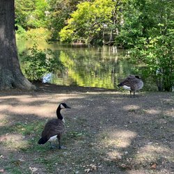 The Back Bay Fens