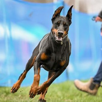 Royal Dynasty Dobermann Kennel - Pet Breeders Near Me