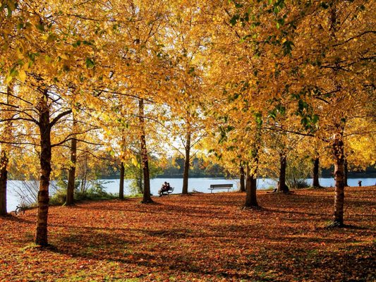Green Lake Park by null