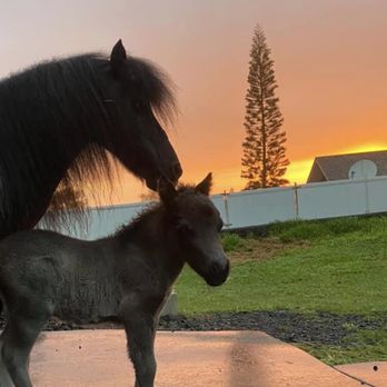 Mini Magic Therapy Horses Kona - Holistic Animal Care Near Me - Kailua Kona, Hawaii Mini Magic Therapy Horses Kona - Holistic Animal Care Near Me - Kailua Kona, Hawaii