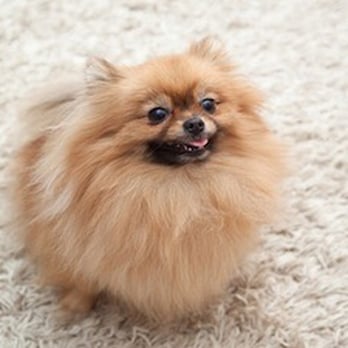 Carpet Cleaning Oahu - Carpet Cleaning Oahu
5080 Likini St PH 215
Honolulu, HI 96818
(808) 745-1782
http://www.carpetcleanoahu.com - Carpet Cleaning Near Me - Honolulu, Hawaii Carpet Cleaning Oahu - Carpet Cleaning Oahu
5080 Likini St PH 215
Honolulu, HI 96818
(808) 745-1782
http://www.carpetcleanoahu.com - Carpet Cleaning Near Me - Honolulu, Hawaii