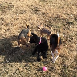 Lexi is popular with the other dogs.. Or maybe it's just her pink ball.