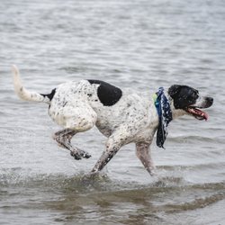 Fiesta Island Off Leash Dog Park - Dog running in the water