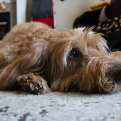 Den Herder Veterinary Hospital - RIP Frankie