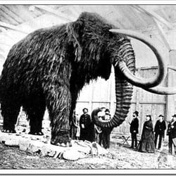 The Wooly