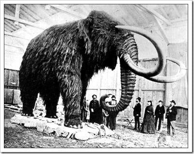 The Wooly Image