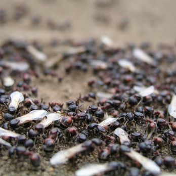 Simply Safe Pest Control - Pest Control Near Me - Aubrey, Texas