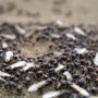 Photo of Simply Safe Pest Control