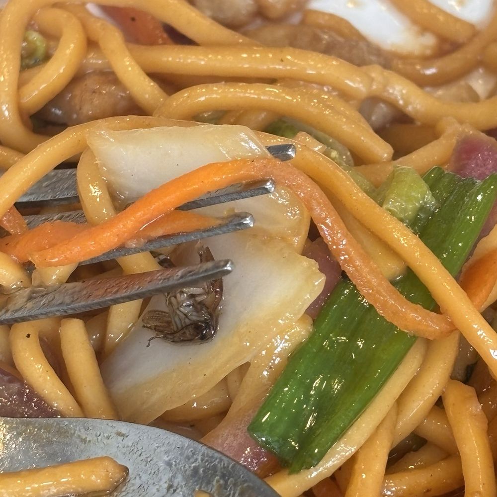 Red Chilli - 58. Chicken Chow Mein - Chinese Near Me - Redlands, California Red Chilli - 58. Chicken Chow Mein - Chinese Near Me - Redlands, California