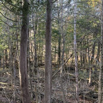 Shady Lane Landscaping - Tree removal services and ground cleanups are available. - Snow Removal Near Me Shady Lane Landscaping - Tree removal services and ground cleanups are available. - Snow Removal Near Me