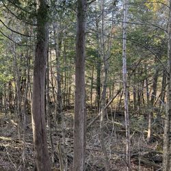 Shady Lane Landscaping - Tree removal services and ground cleanups are available.