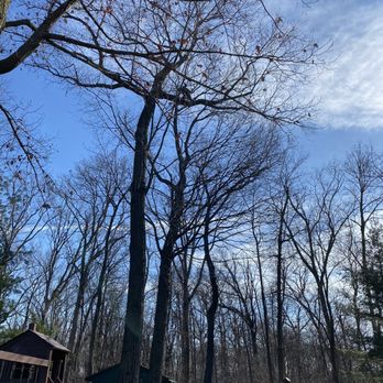 The Davey Tree Expert Company - Our tree are really old and if you look closely he's way up there - Tree Services Near Me - East Dundee, Illinois