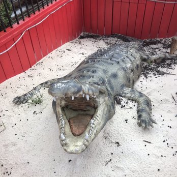 Fudpucker's - Alligator exhibit - Seafood Near Me - Destin, Florida Fudpucker's - Alligator exhibit - Seafood Near Me - Destin, Florida